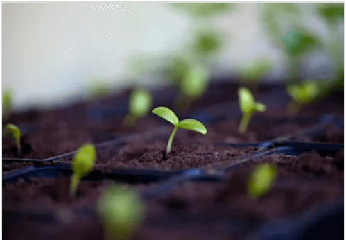 planting cucumbers